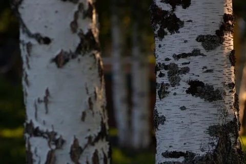 Birch Tree Trunks In The Evening Light Stock Photos