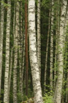Birch tree trunks Stock Photos