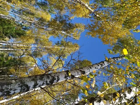 Birch tree trunks reaching towards blue sky in autumn. Yellow leaves on branches Stock Photos