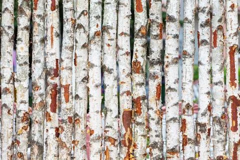 Birch tree trunks with rich textures and natural patterns, illuminated by s.. Stock Photos