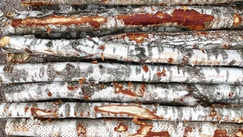 Birch tree trunks stacked closely together, showcasing the distinct white bark Video stock 332156541