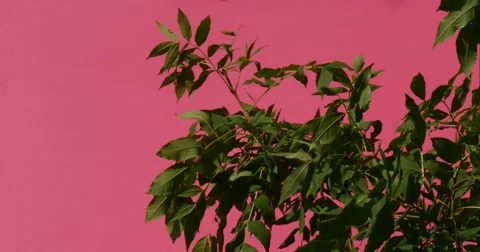 A Birch Tree Twig Placed in a Chromakey Background, Turning Green Screen Into Stock Footage 53298182