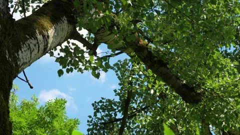 Birch tree under blue sky Stock Footage 339198362