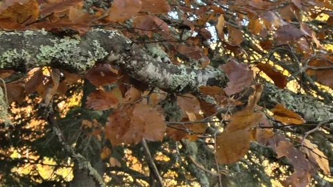 Birch tree with usnea lichen Stock Footage 70392786