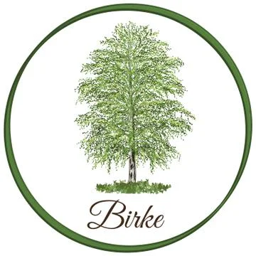 Birch tree as vector drawn with single leaves Stock Illustration