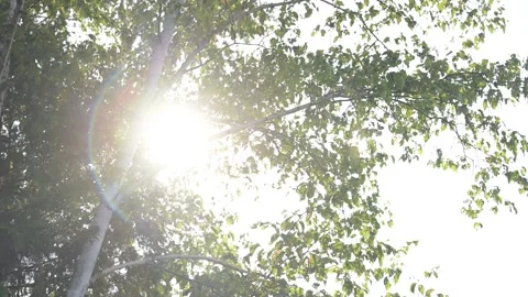 Birch tree view summer sunrise lens flair Stock Footage 297794318