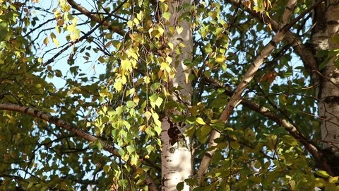 Birch tree on a warm day Stock Footage 103883912