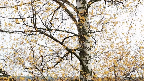 Birch tree with white bark and network of bare branches displaying few remaining Stock Footage 323909149