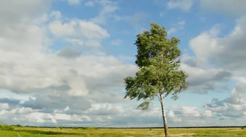 Birch tree in wind Stock Footage 10572599