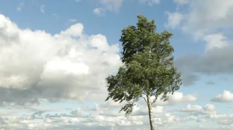 Birch tree in wind Stock Footage 10578408