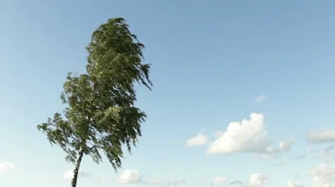 Birch tree in wind Stock Footage 10579317