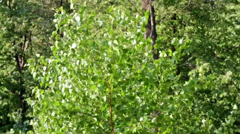 Birch tree on the wind Stock Footage 12036644