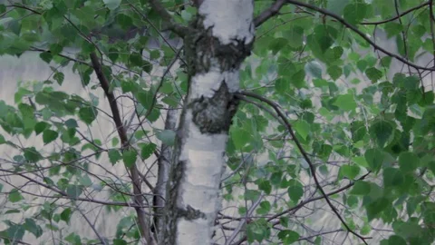 Birch tree in the wind on a meadow in cloudy day without rain Stock Footage 106263156