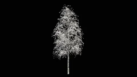 Birch tree at winter covered with snow, isolated on black Stock Footage 147955119