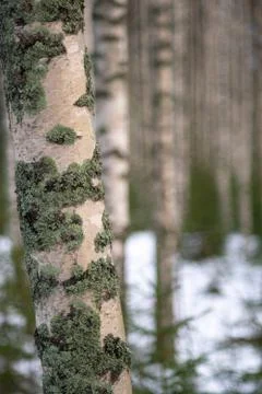 Birch tree in a winter forest Stock Photos