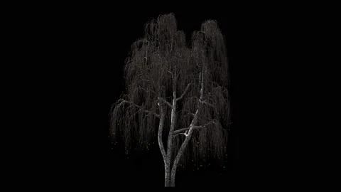 Birch tree at winter or late autumn, isolated on black Stock Footage 148111498