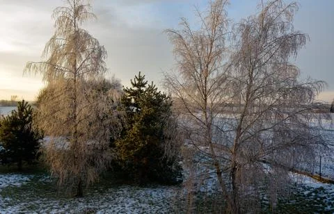 Birch-tree in winter. Stock Photos