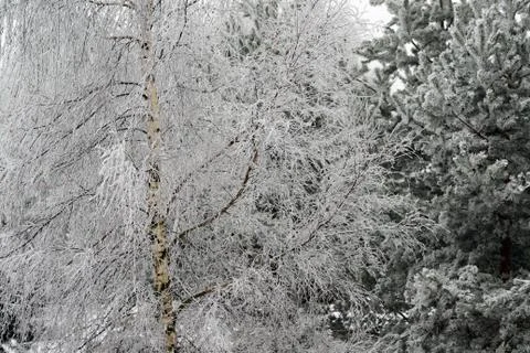 Birch-tree in winter. Stock Photos