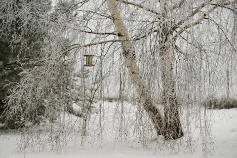 Birch-tree in winter. Stock Photos