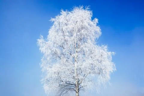 Birch Tree in Winter Stock Photos