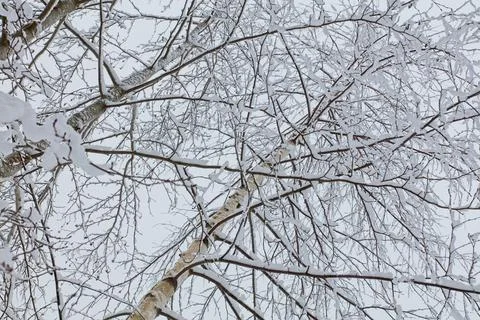 Birch tree in winter. Stock Photos