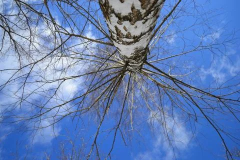 Birch tree without leaves from below view. Stock Photos