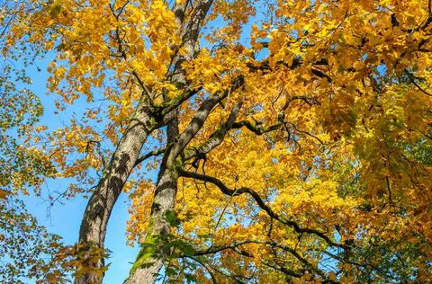 A birch tree with yellow leaves Stock Photos