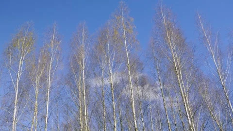 Birch Trees Against Blue Sky, Nature'S Resilience And Seasonal Change Vidéo 334667729