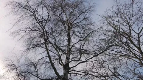 Birch trees against the sky Stock-Footage 169032235