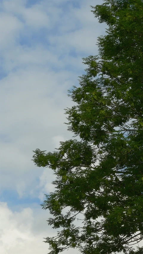 Birch Trees Against Summer Sky. Vertical Stock Footage 272177339