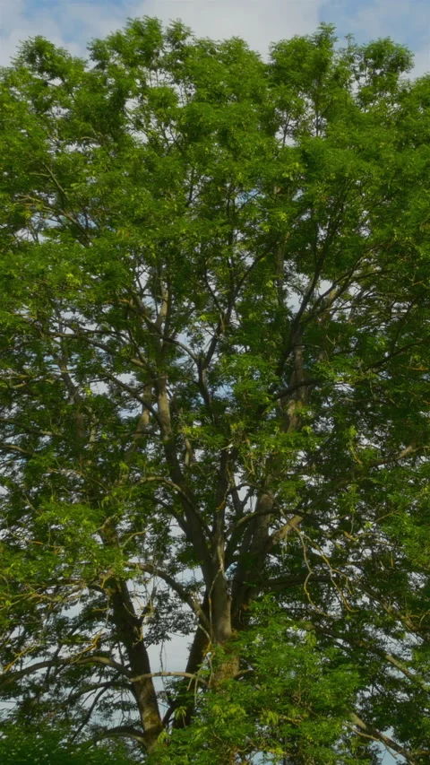 Birch Trees Against Summer Sky. Vertical Stock Footage 272177445