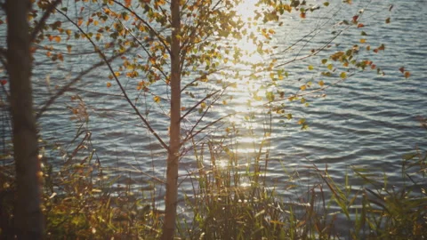 Birch trees against sun reflected in the water. Stock Footage 288232516