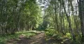 Birch trees and ferns in sunny moor landscape forest with pathway 4k or 4k+ Resolution