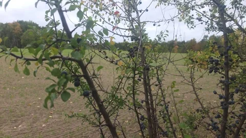 Birch Trees and Field Edge Stock Footage 347785266