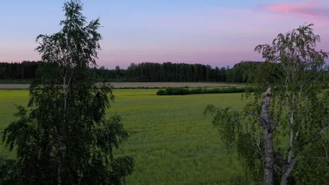 Birch Trees and Rape Field Stock Footage 251006422