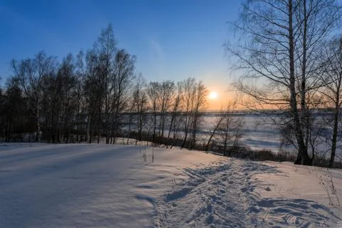 Birch trees and setting sun on the edge of a forest Foto stock