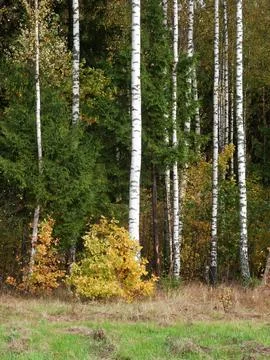 Birch trees in autumn forest Stock Photos