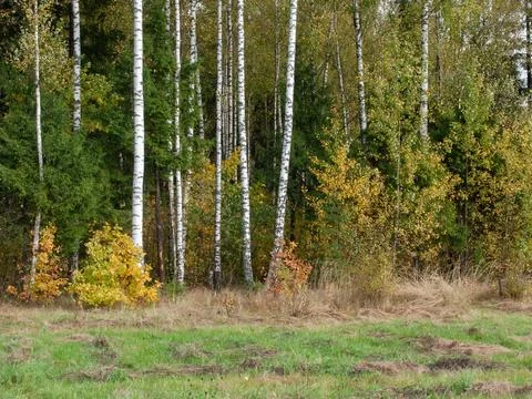 Birch trees in autumn forest Stock Photos