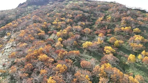 Birch Trees | Autumn Forest Texture | Mountain Slope | Detail - 4K Aerial Video Video stock 329047614