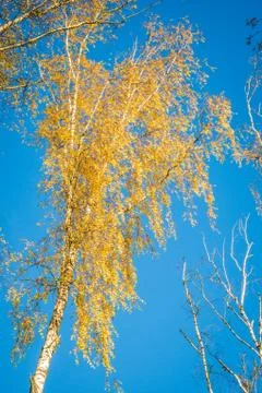 Birch trees in autumn Stock Photos