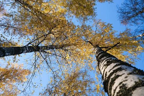 Birch trees in autumn Stock Photos