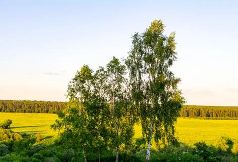 Birch trees on the background of fields under the midday sun Stock Photos