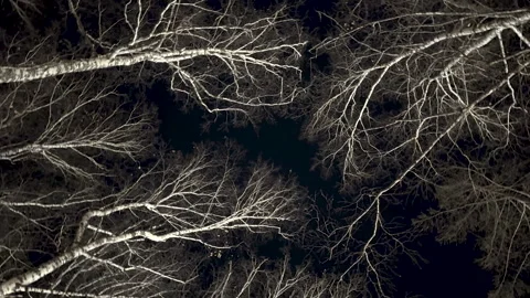 Birch trees background. Stock Footage 301781360