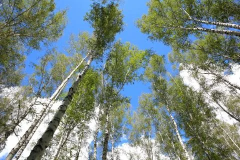 Birch trees on background of the sky Stock Photos