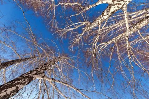 Birch trees with bare branches against the blue sky Stock Photos