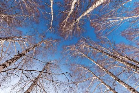 Birch trees with bare branches against the blue sky Stock Photos