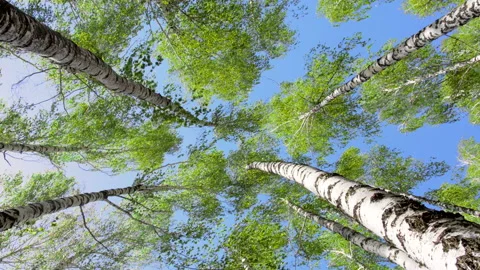 Birch trees bending under the heavy wind. Green tops on a blue sky. Stock Footage 89976408