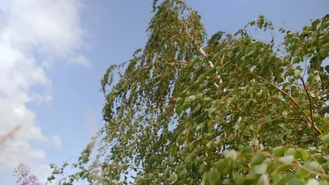 Birch trees bending under the heavy wind. Green tops on a blue sky. Close up Stock Footage 113301758