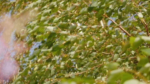 Birch trees bending under the heavy wind. Green tops on a blue sky. Close up Stock Footage 113301904