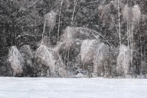 Birch trees bent under the weight of fallen snow Stock Photos